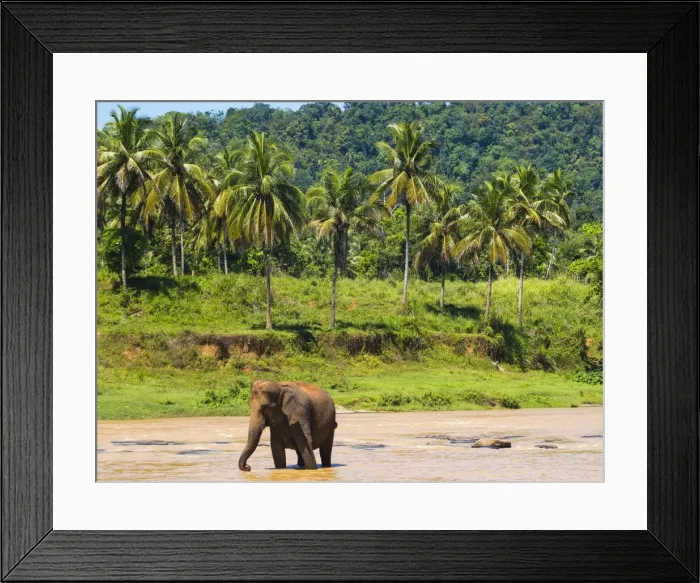 Framed Print : Elephant at Pinnawala Elephant Orphanage, Sri Lanka, Asia Framed Print : Elephant at Pinnawala Elephant Orphanage, Sri Lanka, Asia