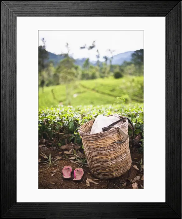 Framed Print : Tea pluckers basket and shoes at a tea plantation, Central Highlands, Nuwara Eliya District, Sri Lanka, Asia Framed Print : Tea pluckers basket and shoes at a tea plantation, Central Highlands, Nuwara Eliya District, Sri Lanka, Asia