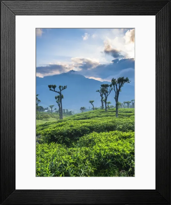 Framed Print : Sunrise over tea plantations, Haputale, Sri Lanka Hill Country, Sri Lanka, Asia Framed Print : Sunrise over tea plantations, Haputale, Sri Lanka Hill Country, Sri Lanka, Asia