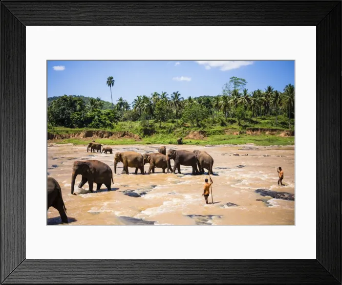 Framed Print : Pinnawala Elephant Orphanage, Elephants and mahouts in the Maha Oya River near Kegalle in the Hill Country of Sri Lanka, Asia