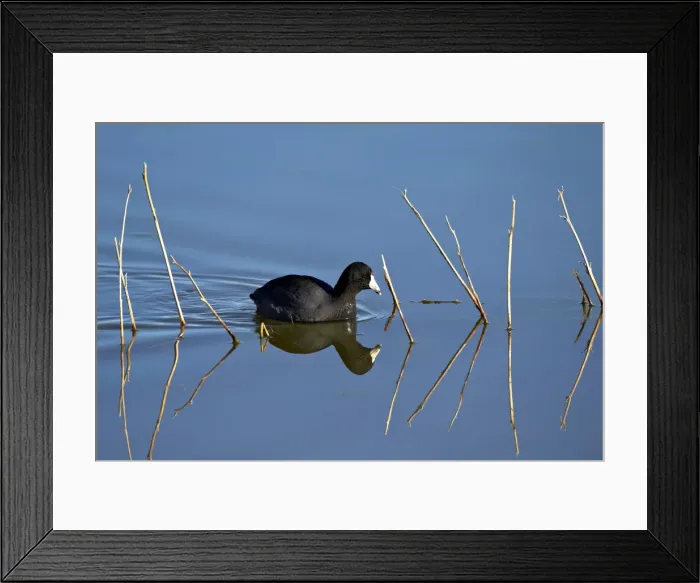 Framed Print : American coot (Fulica americana) swimming, Bosque del Apache National Wildlife Refuge, New Mexico, United States of America, North America Framed Print : American coot (Fulica americana) swimming, Bosque del Apache National Wildlife Refuge, New Mexico, United States of America, North America