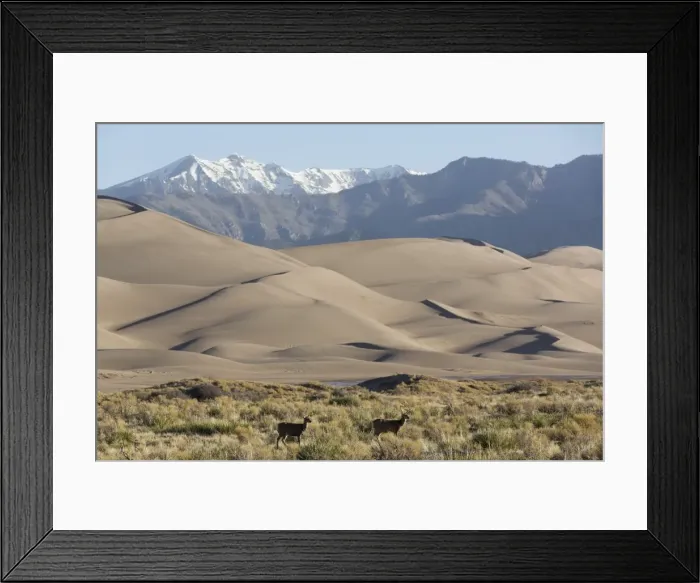 Framed Print : North American elk (Cervus Elaphus) and sand dunes, Great Sand Dunes National Park and Preserve, Sangre Cristo Mountains in background, Colorado, United States of America, North America Framed Print : North American elk (Cervus Elaphus) and sand dunes, Great Sand Dunes National Park and Preserve, Sangre Cristo Mountains in background, Colorado, United States of America, North America