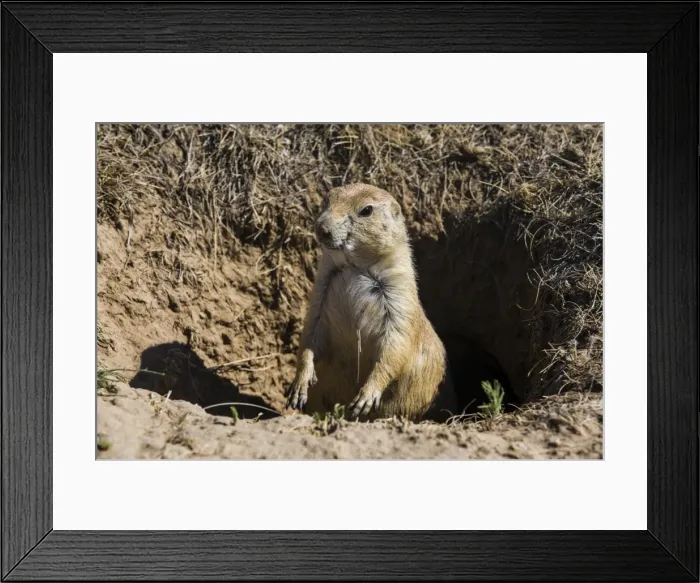 Framed Print : Suricate (Suricata suricatta), Devils Tower National Monument, Wyoming, United States of America, North America Framed Print : Suricate (Suricata suricatta), Devils Tower National Monument, Wyoming, United States of America, North America