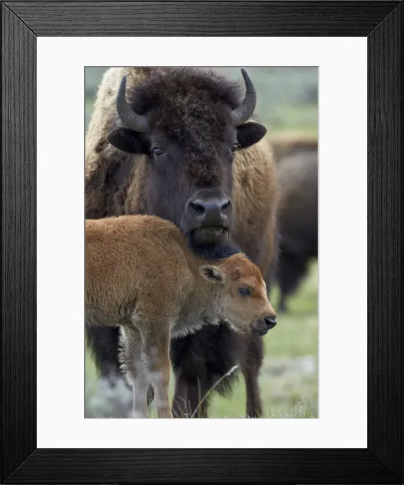 Framed Print : Bison (Bison bison) cow and calf, Yellowstone National Park, Wyoming, United States of America, North America Framed Print : Bison (Bison bison) cow and calf, Yellowstone National Park, Wyoming, United States of America, North America