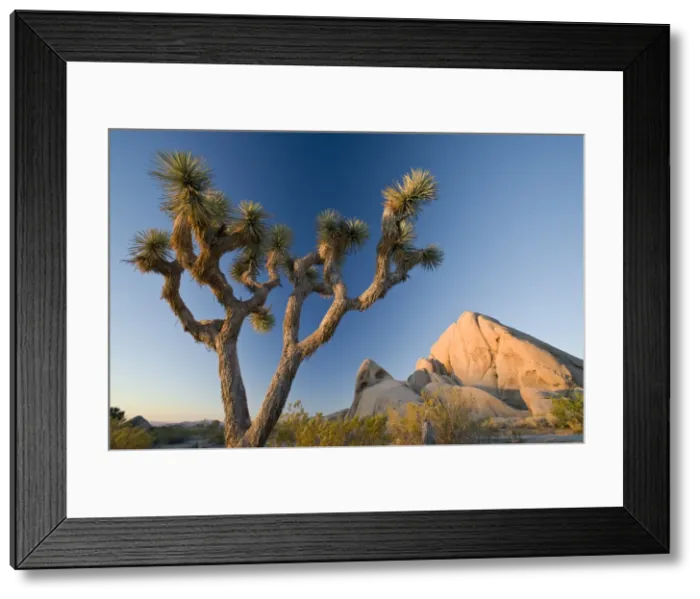 Framed Print : Joshua Tree National Park at dawn, California, United States of America, North America Framed Print : Joshua Tree National Park at dawn, California, United States of America, North America