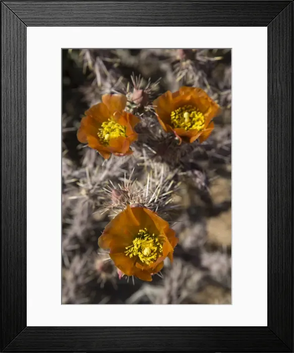 Framed Print : Flowers of the Jumping Cholla cactus (Hanging Chain Cholla) (Cylindropuntia Fulgida), West-Tucson Mountain District, Saguaro National Park, Arizona, United States of America, North America Framed Print : Flowers of the Jumping Cholla cactus (Hanging Chain Cholla) (Cylindropuntia Fulgida), West-Tucson Mountain District, Saguaro National Park, Arizona, United States of America, North America