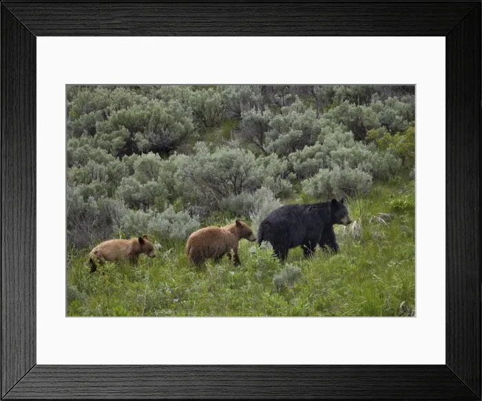 Framed Print : Black bear (Ursus americanus) sow and two cinnamon yearling cubs, Yellowstone National Park, UNESCO World Heritage Site, Wyoming, United States of America, North America Framed Print : Black bear (Ursus americanus) sow and two cinnamon yearling cubs, Yellowstone National Park, UNESCO World Heritage Site, Wyoming, United States of America, North America