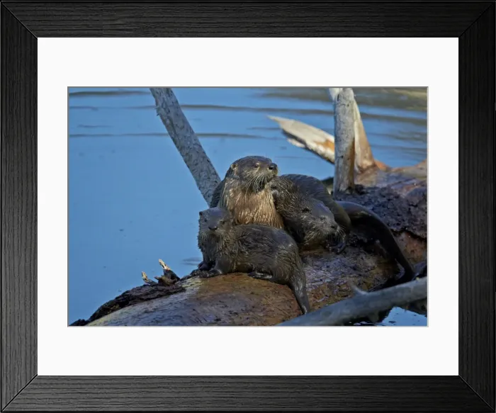 Framed Print : River otter (Lutra canadensis) mother and two pups, Yellowstone National Park, Wyoming, United States of America, North America Framed Print : River otter (Lutra canadensis) mother and two pups, Yellowstone National Park, Wyoming, United States of America, North America
