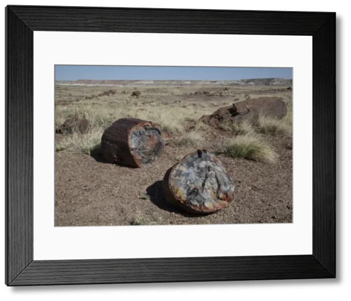 Framed Print : Petrified logs from the late Triassic period, 225 million years ago, Long Logs Trail, Petrified Forest National Park, Arizona, United States of America, North America