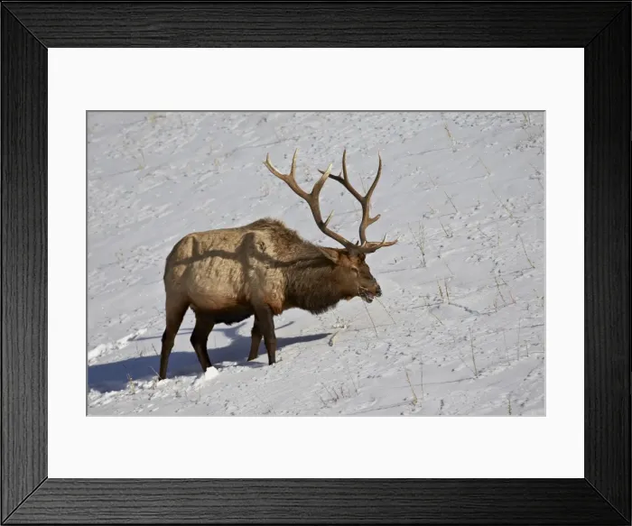 Framed Print : Bull elk (Cervus canadensis) feeding in the winter, Yellowstone National Park, Wyoming, United States of America, North America Framed Print : Bull elk (Cervus canadensis) feeding in the winter, Yellowstone National Park, Wyoming, United States of America, North America
