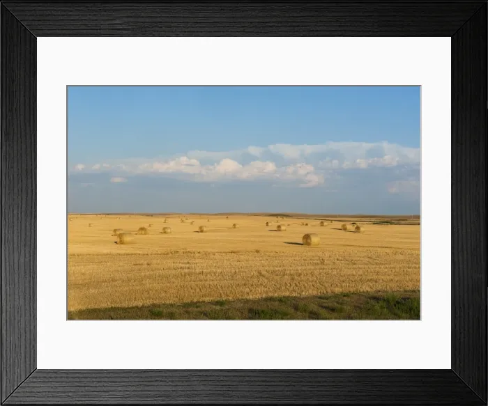Framed Print : Bales of straw on a field, Wyoming, United States of America, North America Framed Print : Bales of straw on a field, Wyoming, United States of America, North America