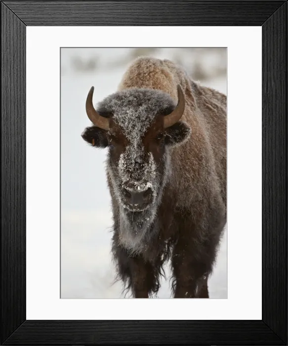 Framed Print : Bison (Bison bison) cow in the winter, Yellowstone National Park, Wyoming, United States of America, North America Framed Print : Bison (Bison bison) cow in the winter, Yellowstone National Park, Wyoming, United States of America, North America