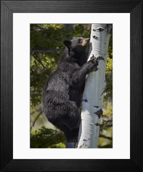 Framed Print : Black Bear (Ursus americanus) sow climbing a tree, Yellowstone National Park, Wyoming, United States of America, North America Framed Print : Black Bear (Ursus americanus) sow climbing a tree, Yellowstone National Park, Wyoming, United States of America, North America