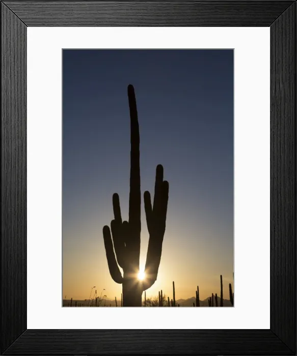 Framed Print : Saguaro Cactus (Camegiea Gigantea) silhouetted at sunset, West-Tucson Mountain District, Saguaro National Park, Arizona, United States of America, North America Framed Print : Saguaro Cactus (Camegiea Gigantea) silhouetted at sunset, West-Tucson Mountain District, Saguaro National Park, Arizona, United States of America, North America