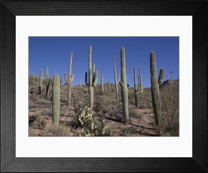 Framed Print : Ocotillo cactus (Fouquieria Splendens) in foreground, Saguaro cactus (Camegiea Gigantea) in background, West-Tucson Mountain District, Saguaro National Park, Arizona, United States of America, North America Framed Print : Ocotillo cactus (Fouquieria Splendens) in foreground, Saguaro cactus (Camegiea Gigantea) in background, West-Tucson Mountain District, Saguaro National Park, Arizona, United States of America, North America