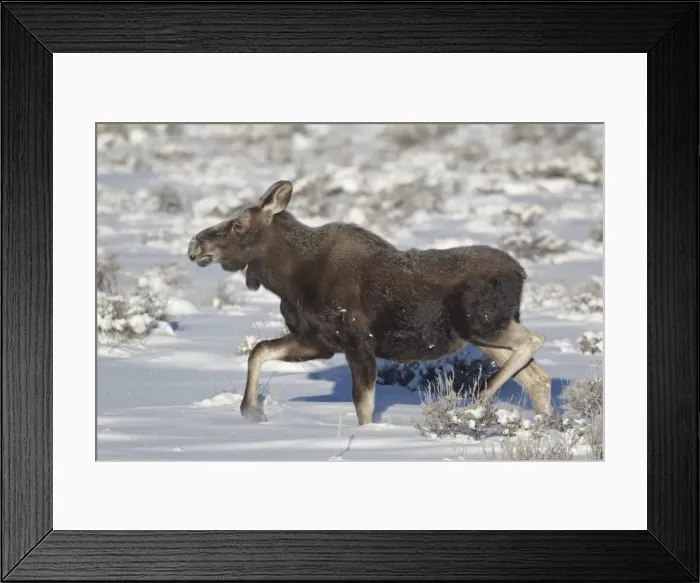 Framed Print : Moose (Alces alces) calf on a winter morning, Grand Teton National Park, Wyoming, United States of America, North America Framed Print : Moose (Alces alces) calf on a winter morning, Grand Teton National Park, Wyoming, United States of America, North America