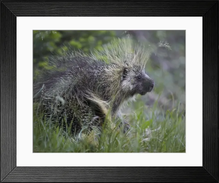 Framed Print : Porcupine (Erethizon dorsatum), Medicine Bow National Forest, Wyoming, United States of America, North America Framed Print : Porcupine (Erethizon dorsatum), Medicine Bow National Forest, Wyoming, United States of America, North America