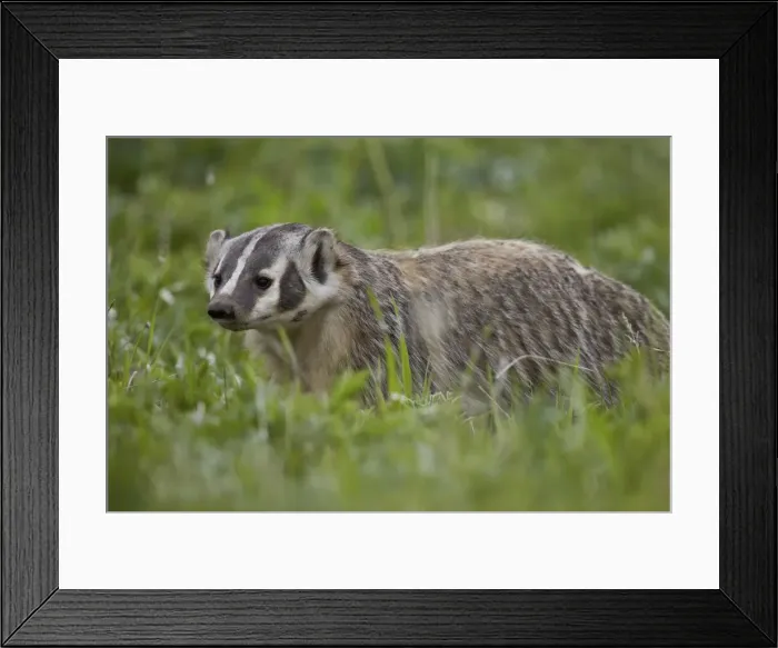 Framed Print : Badger (Taxidea taxus), Yellowstone National Park, Wyoming, United States of America, North America Framed Print : Badger (Taxidea taxus), Yellowstone National Park, Wyoming, United States of America, North America