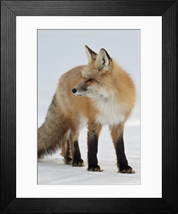 Framed Print : Red fox (Vulpes vulpes) in the snow, Grand Teton National Park, Wyoming, United States of America, North America Framed Print : Red fox (Vulpes vulpes) in the snow, Grand Teton National Park, Wyoming, United States of America, North America