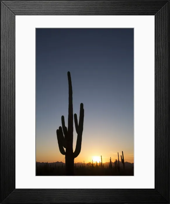 Framed Print : Saguaro Cactus (Camegiea Gigantea) silhouetted at sunset, West-Tucson Mountain District, Saguaro National Park, Arizona, United States of America, North America Framed Print : Saguaro Cactus (Camegiea Gigantea) silhouetted at sunset, West-Tucson Mountain District, Saguaro National Park, Arizona, United States of America, North America