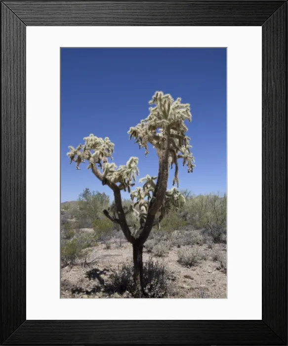 Framed Print : Teddy Bear Cholla cactus (Cylindropuntia Bigelovil), West-Tucson Mountain District, Saguaro National Park, Arizona, United States of America, North America Framed Print : Teddy Bear Cholla cactus (Cylindropuntia Bigelovil), West-Tucson Mountain District, Saguaro National Park, Arizona, United States of America, North America