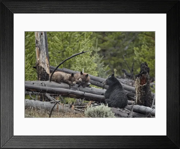 Framed Print : Black bear (Ursus americanus) sow and two yearling cubs, Yellowstone National Park, UNESCO World Heritage Site, Wyoming, United States of America, North America Framed Print : Black bear (Ursus americanus) sow and two yearling cubs, Yellowstone National Park, UNESCO World Heritage Site, Wyoming, United States of America, North America