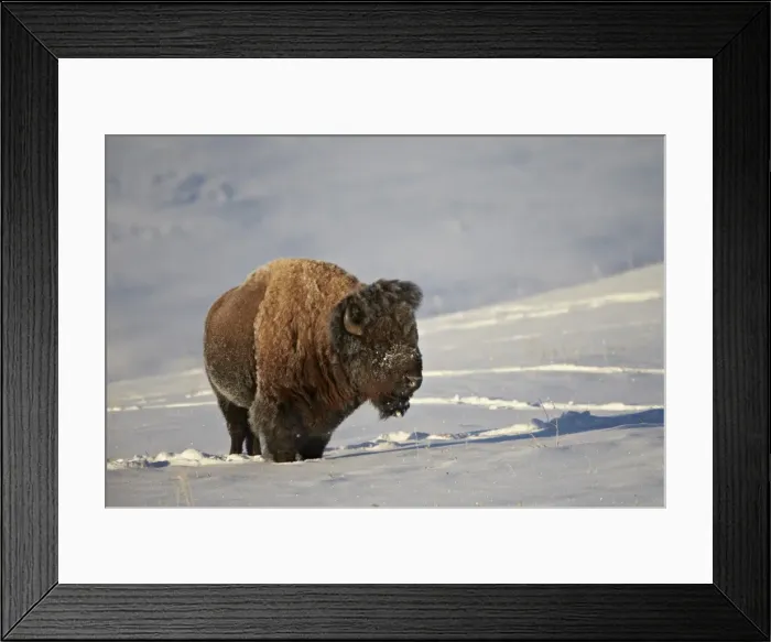 Framed Print : Bison (Bison bison) bull in the snow, Yellowstone National Park, Wyoming, United States of America, North America Framed Print : Bison (Bison bison) bull in the snow, Yellowstone National Park, Wyoming, United States of America, North America