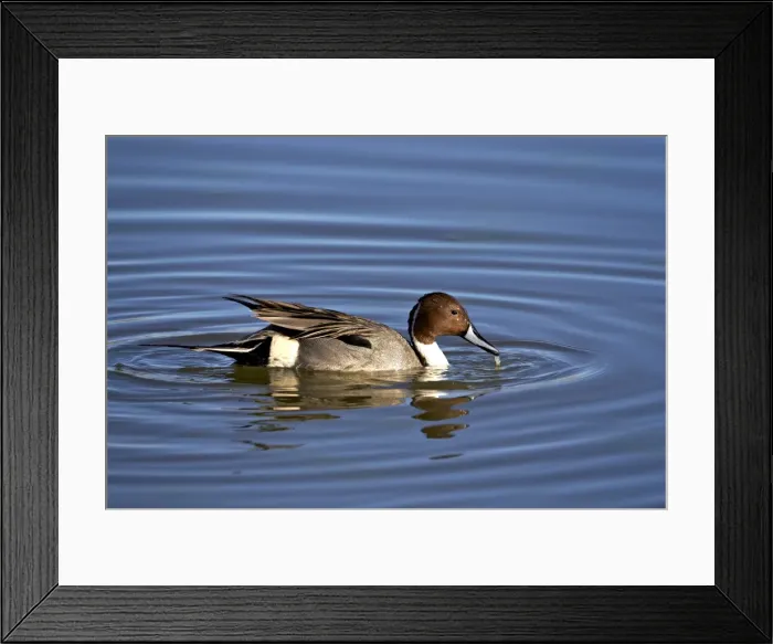 Framed Print : Northern pintail (Anas acuta) drake, Bosque del Apache National Wildlife Refuge, New Mexico, United States of America, North America Framed Print : Northern pintail (Anas acuta) drake, Bosque del Apache National Wildlife Refuge, New Mexico, United States of America, North America
