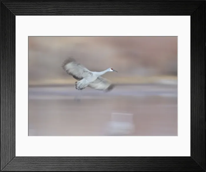 Framed Print : Sandhill crane (Grus canadensis) landing, Bosque del Apache National Wildlife Refuge, New Mexico, United States of America, North America Framed Print : Sandhill crane (Grus canadensis) landing, Bosque del Apache National Wildlife Refuge, New Mexico, United States of America, North America
