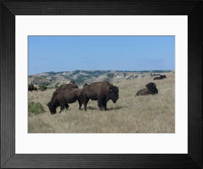 Framed Print : Wild buffalos in the Roosevelt National Park, North Dakota, United States of America, North America Framed Print : Wild buffalos in the Roosevelt National Park, North Dakota, United States of America, North America