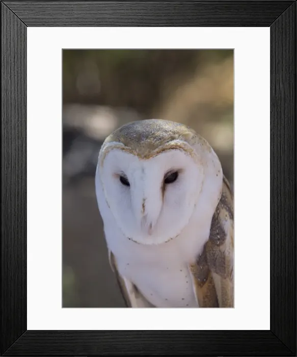 Framed Print : Close up of a common barn owl (Tyto Alba), West-Tucson Mountain District, Saguaro National Park, Arizona, United States of America, North America Framed Print : Close up of a common barn owl (Tyto Alba), West-Tucson Mountain District, Saguaro National Park, Arizona, United States of America, North America