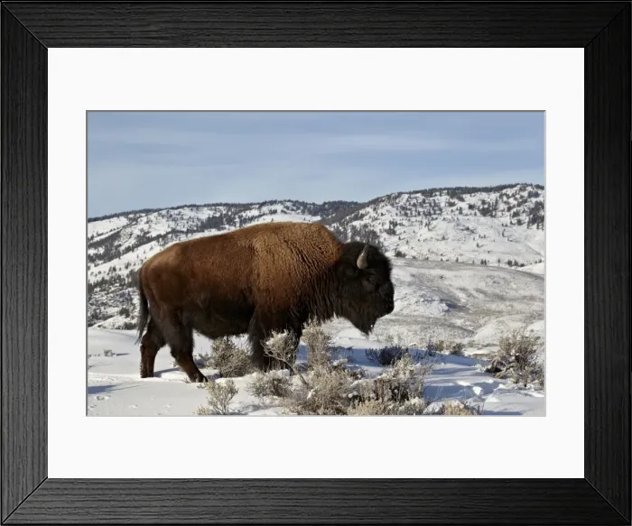Framed Print : Bison (Bison bison) bull in the winter, Yellowstone National Park, UNESCO World Heritage Site, Wyoming, United States of America, North America