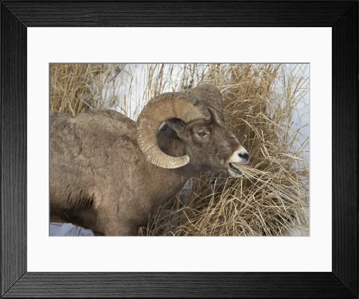 Framed Print : Bighorn sheep (Ovis canadensis) ram eating in the winter, Yellowstone National Park, Wyoming, United States of America, North America Framed Print : Bighorn sheep (Ovis canadensis) ram eating in the winter, Yellowstone National Park, Wyoming, United States of America, North America