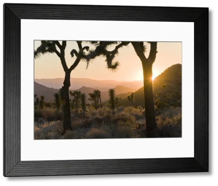 Framed Print : Joshua Tree National Park at dusk, California, United States of America, North America Framed Print : Joshua Tree National Park at dusk, California, United States of America, North America