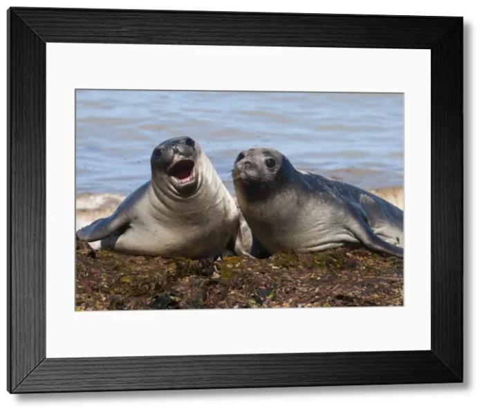 Framed Print : Elephant seals on Punta Ninfas, Chubut, Argentina, South America Framed Print : Elephant seals on Punta Ninfas, Chubut, Argentina, South America