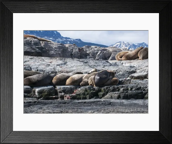 Framed Print : South American sea lion (Otaria flavescens), Beagle Channel, Argentina, South America Framed Print : South American sea lion (Otaria flavescens), Beagle Channel, Argentina, South America