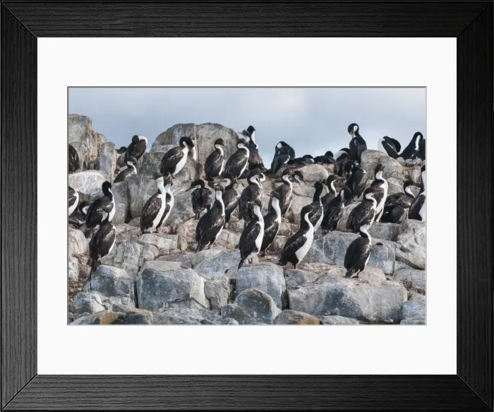 Framed Print : Cormorants on an island in the Beagle Channel, Ushuaia, Tierra del Fuego, Argentina, South America Framed Print : Cormorants on an island in the Beagle Channel, Ushuaia, Tierra del Fuego, Argentina, South America