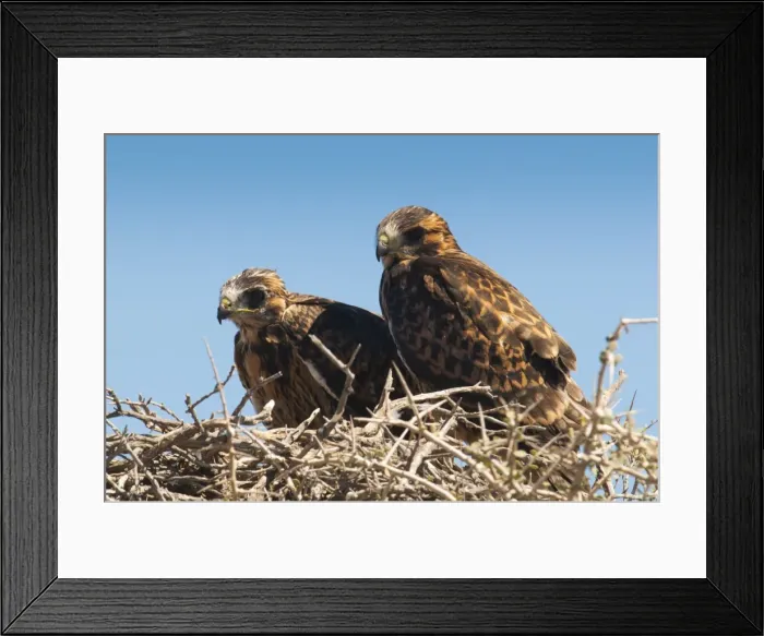 Framed Print : Eagle couple in their nest, Punta Ninfas, Chubut, Argentina, South America Framed Print : Eagle couple in their nest, Punta Ninfas, Chubut, Argentina, South America