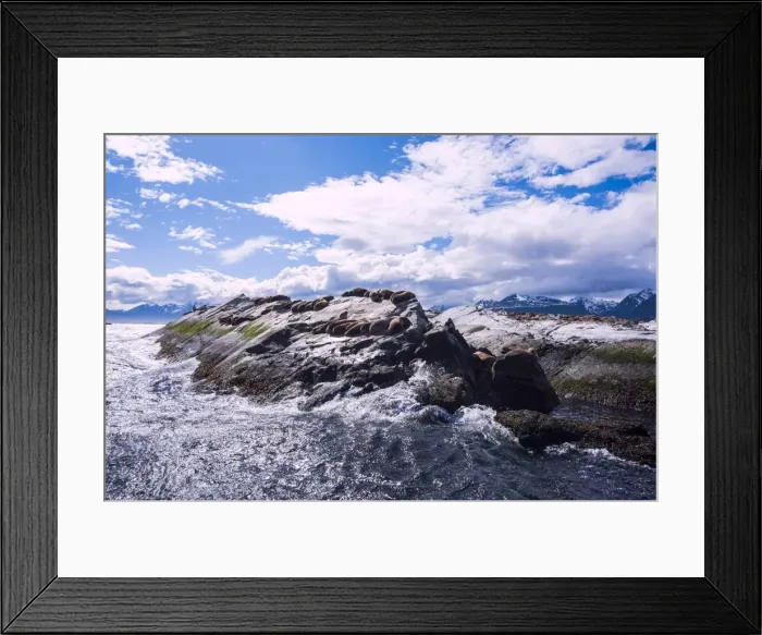 Framed Print : South American sea lion (Otaria flavescens), Beagle Channel, Argentina, South America Framed Print : South American sea lion (Otaria flavescens), Beagle Channel, Argentina, South America