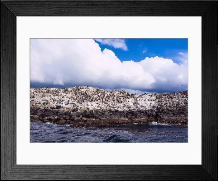 Framed Print : Comorants on an Island in the Beagle Channel, Ushuaia, Tierra del Fuego, Argentina, South America