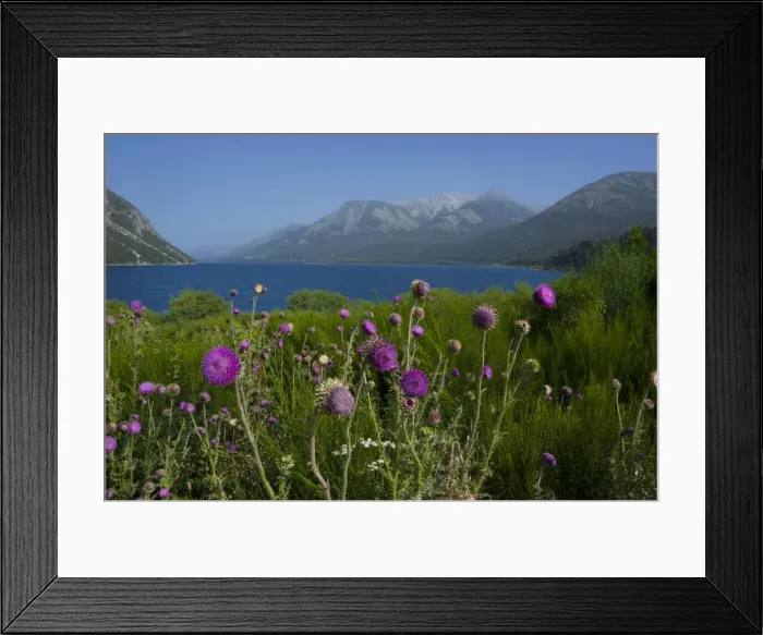 Framed Print : Mountain lake with wild flowers, Ruta de los Siete Lagos, Argentina, South America Framed Print : Mountain lake with wild flowers, Ruta de los Siete Lagos, Argentina, South America