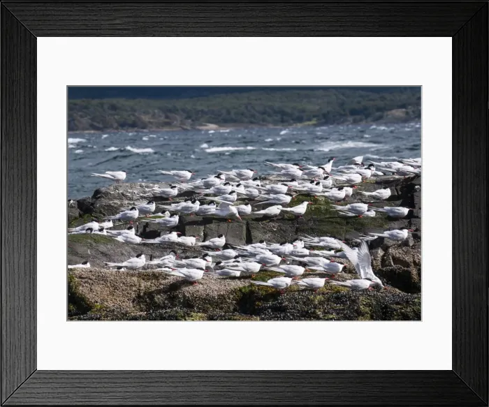 Framed Print : South American Tern (Sterna hirundinacea), Beagle Channel, Argentina, South America Framed Print : South American Tern (Sterna hirundinacea), Beagle Channel, Argentina, South America