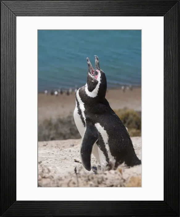 Framed Print : Magellanic penguin (Spheniscus magellanicus), Peninsula Valdez, UNESCO World Heritage Site, Argentina, South America Framed Print : Magellanic penguin (Spheniscus magellanicus), Peninsula Valdez, UNESCO World Heritage Site, Argentina, South America