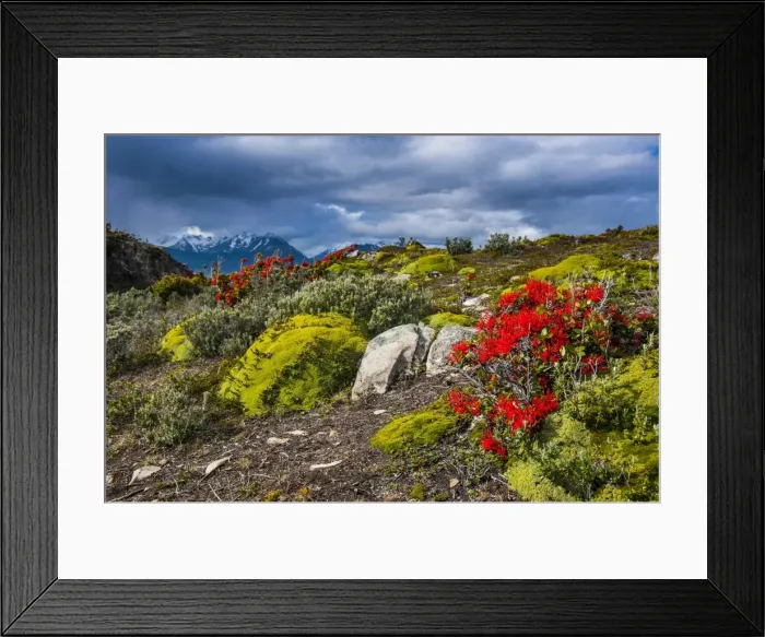 Framed Print : Colourful moss on an island in the Beagle Channel, Ushuaia, Tierra del Fuego, Argentina, South America Framed Print : Colourful moss on an island in the Beagle Channel, Ushuaia, Tierra del Fuego, Argentina, South America
