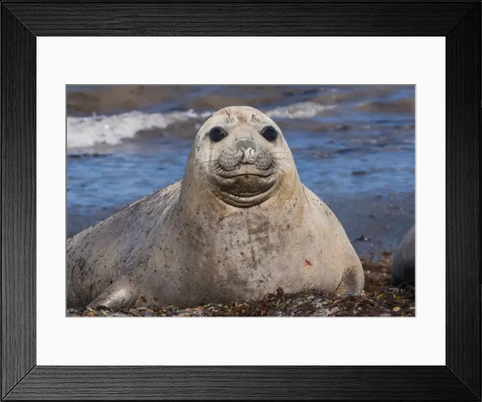 Framed Print : Elephant seal on Punta Ninfas, Chubut, Argentina, South America Framed Print : Elephant seal on Punta Ninfas, Chubut, Argentina, South America