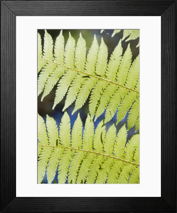 Framed Print : Ferns Framed Print : Ferns