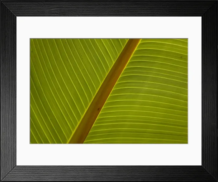 Framed Print : Close-up of plantain leaf Framed Print : Close-up of plantain leaf