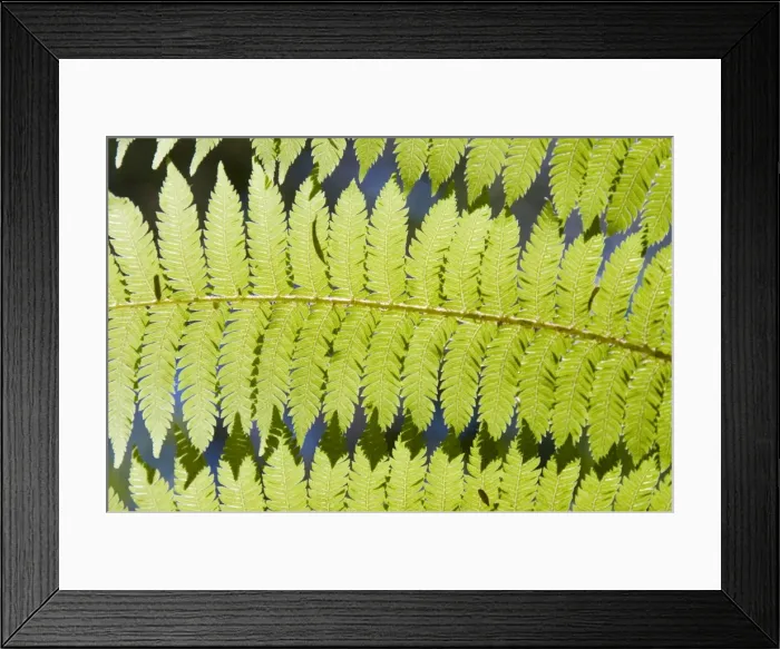 Framed Print : Ferns Framed Print : Ferns