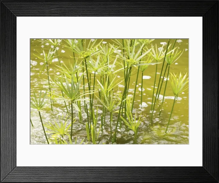 Framed Print : Close-up of papyrus Framed Print : Close-up of papyrus