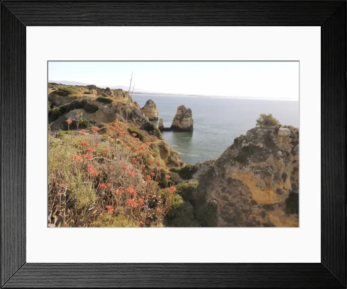 Framed Print : Soap aloe (Aloe maculata) (Aloe saponaria) succulent flowering on a clifftop, Lagos, Algarve, Portugal, Europe Framed Print : Soap aloe (Aloe maculata) (Aloe saponaria) succulent flowering on a clifftop, Lagos, Algarve, Portugal, Europe